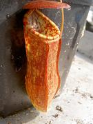 Nepenthes x mastersiana